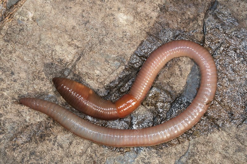common, earthworm, vermicompost, worm, composter, detritivore