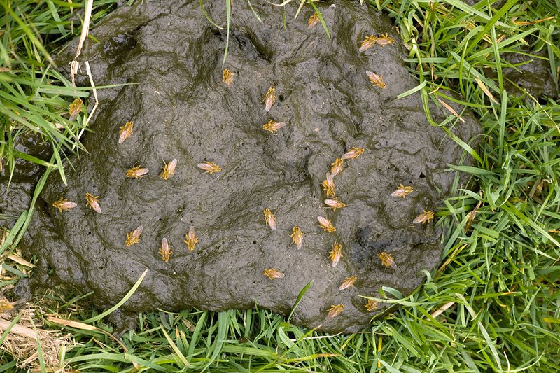 yellow, dungflies, on, dung, pat, composters