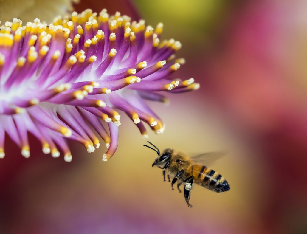 bee, blur, close-up, insect, pollinator, honey