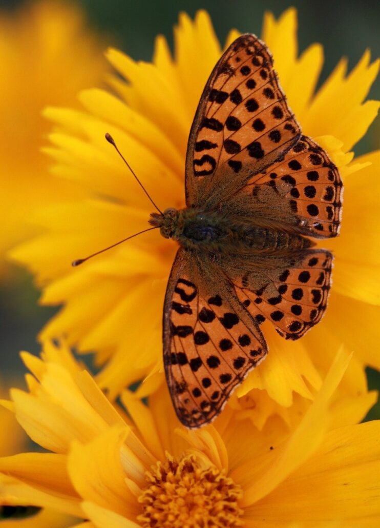 butterfly, flower, yellow, orange, black, spotted