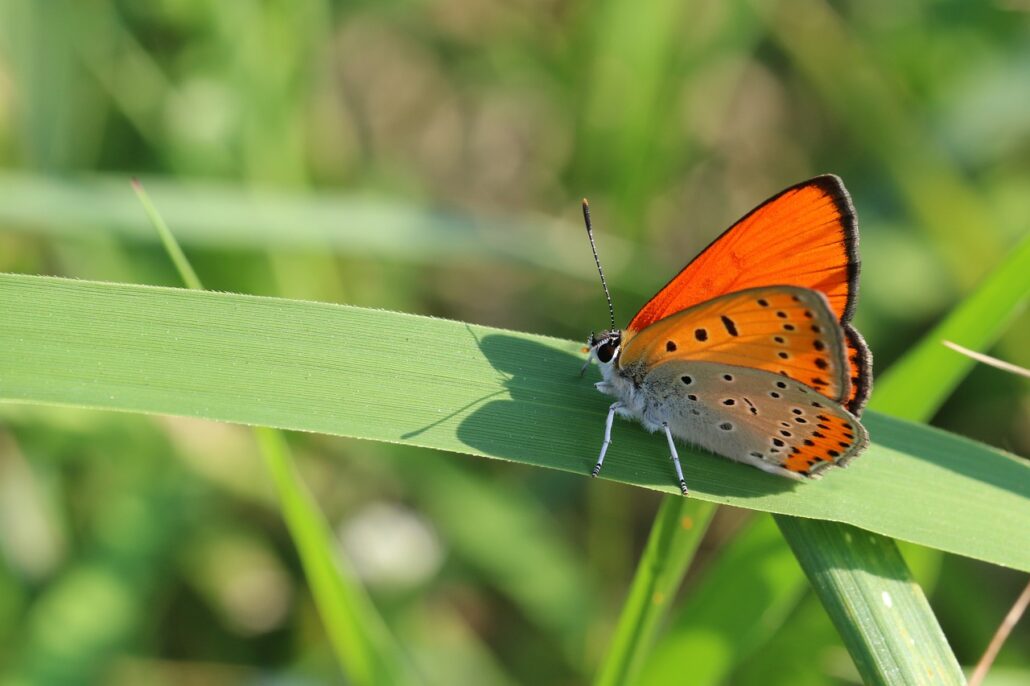 butterfly, moth, insect, pollinator, nectarivore