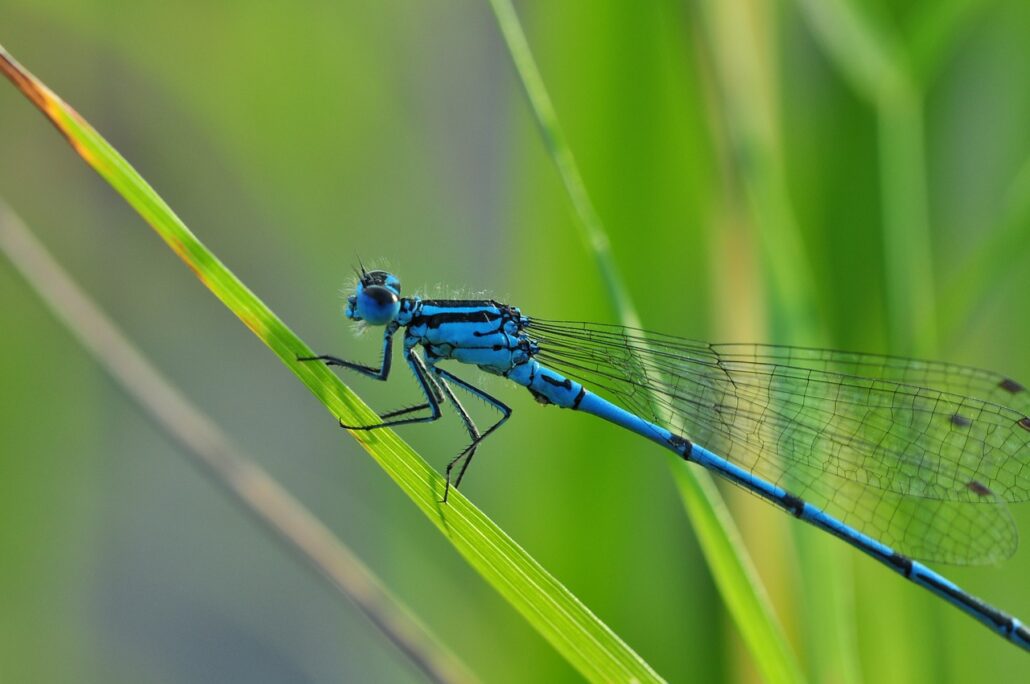 blue, dragonfly, azure bridesmaid, insect, predator, carnivore, mosquito