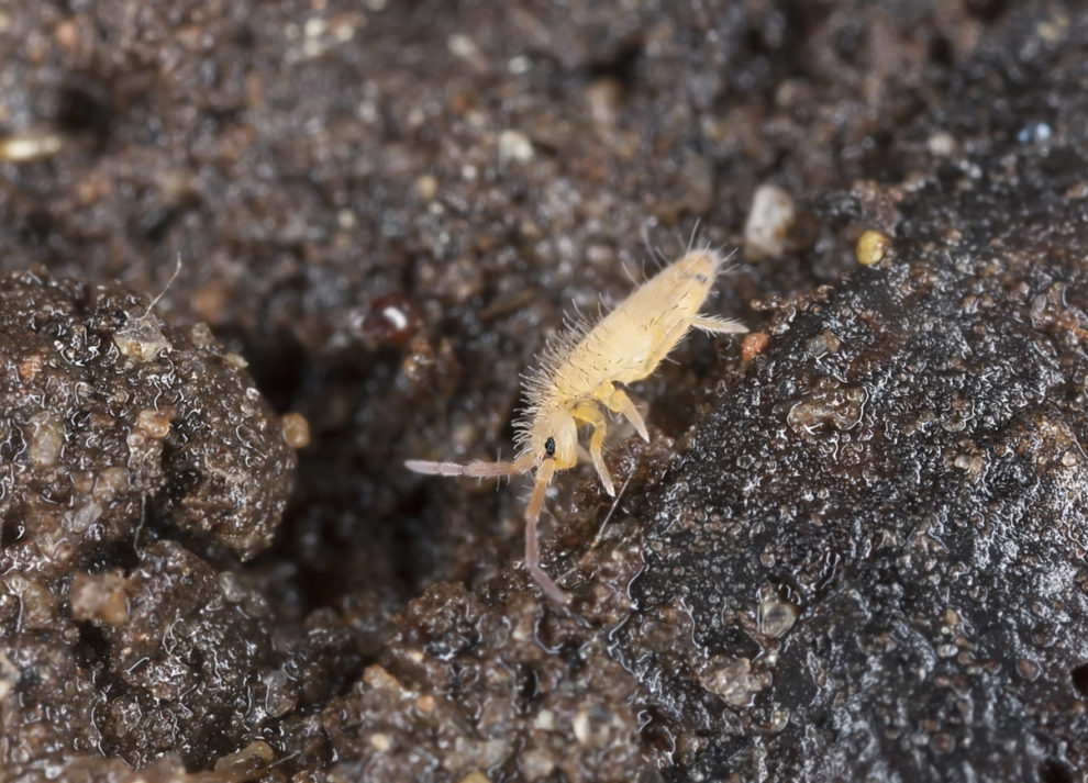 springtail, detritivore, composter, decomposer, insect, soil, health