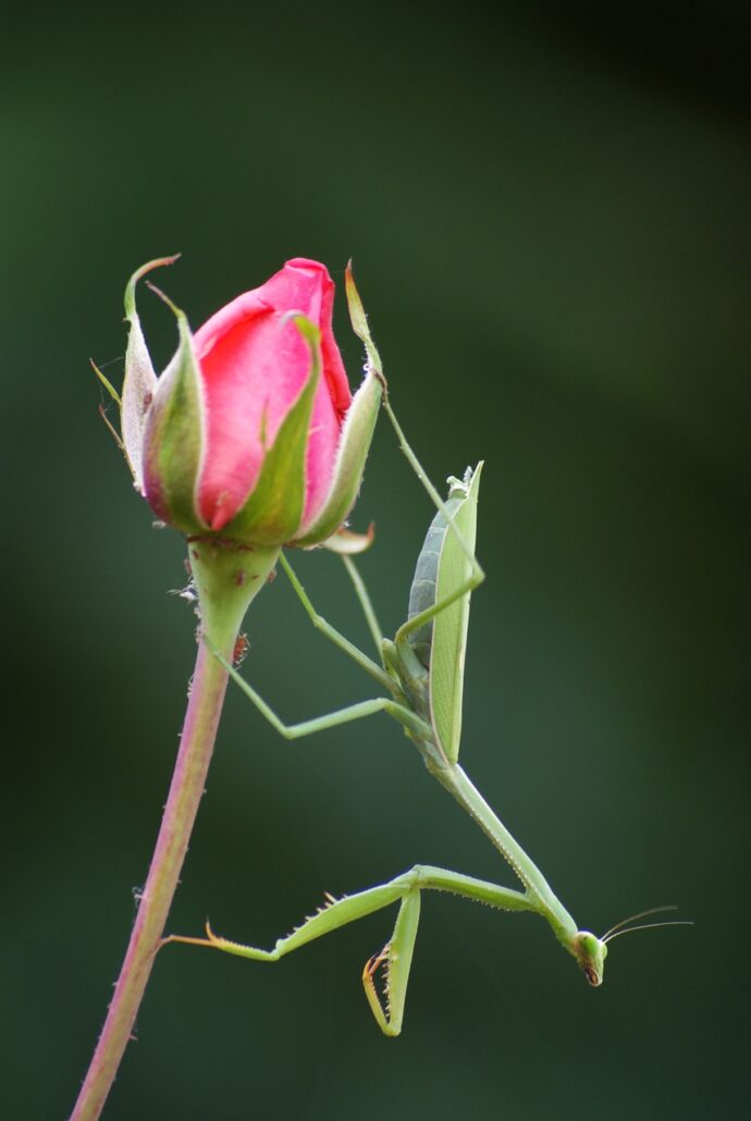 insect, green, praying mantis, pink, flower, predator, carnivore