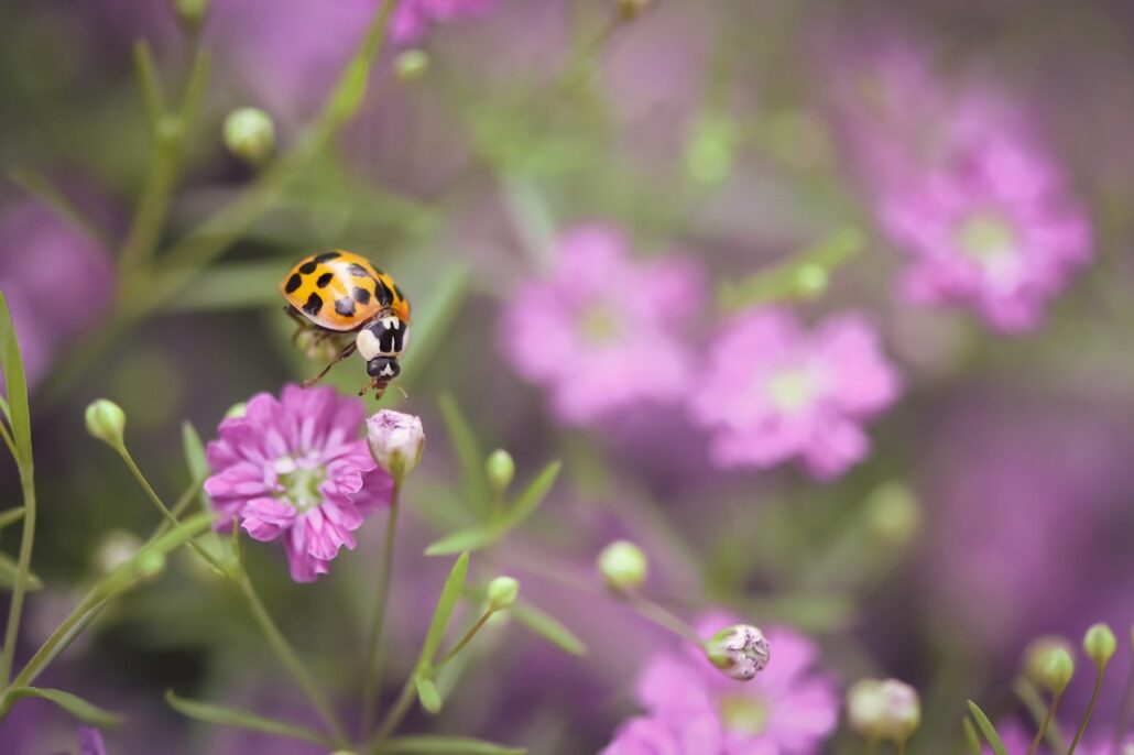 ladybug, purple, flowers, insect, aphid, hunter, carnivore