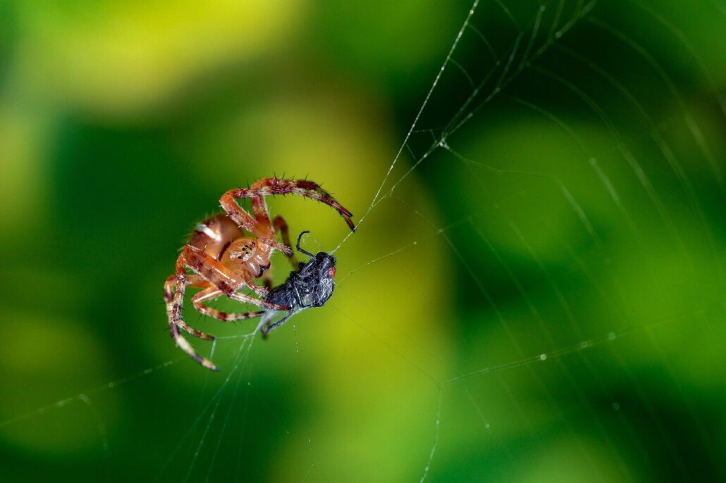 spider, prey, cobweb, hunter, carnivore, pest, control