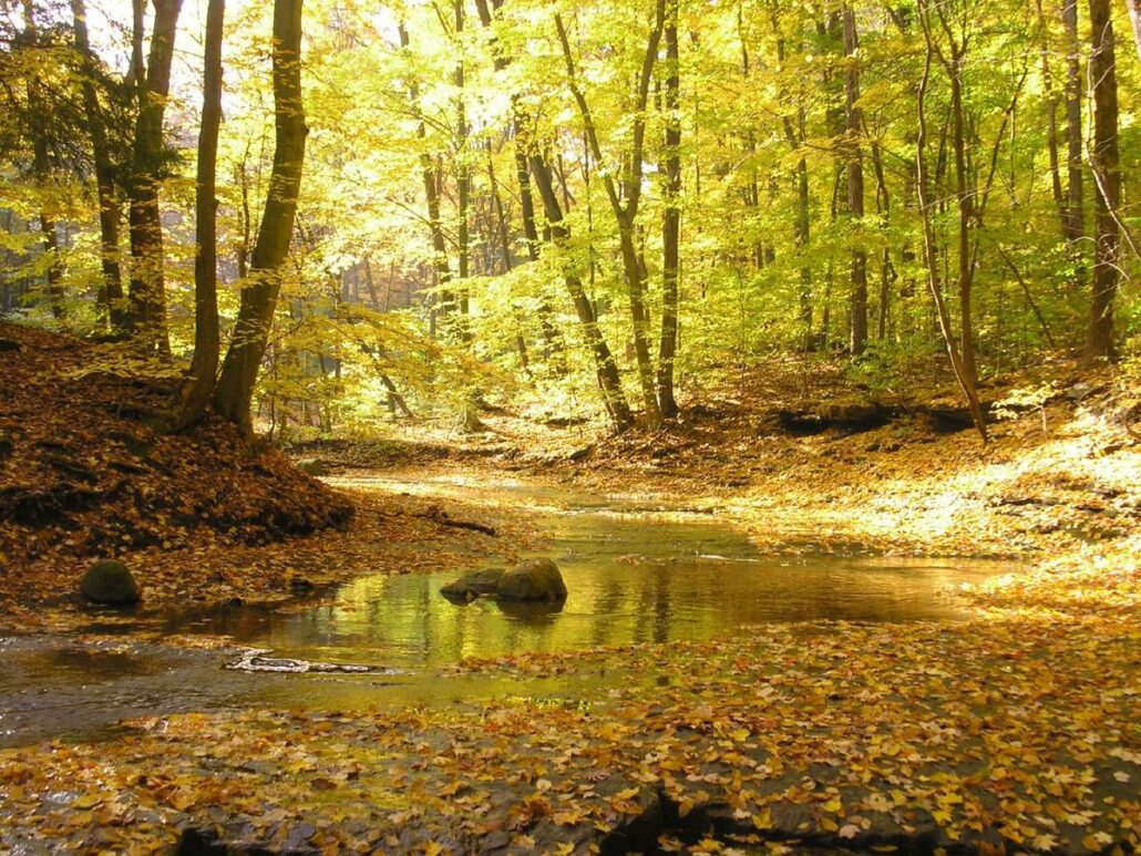 ontario forest creek fall yellow