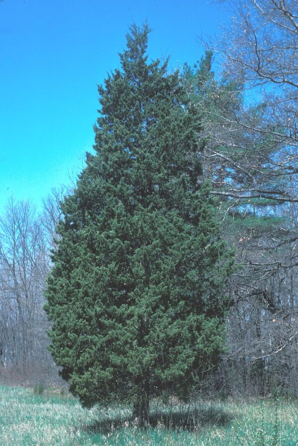 9 Evergreens Native To Ontario Carroll Property Services