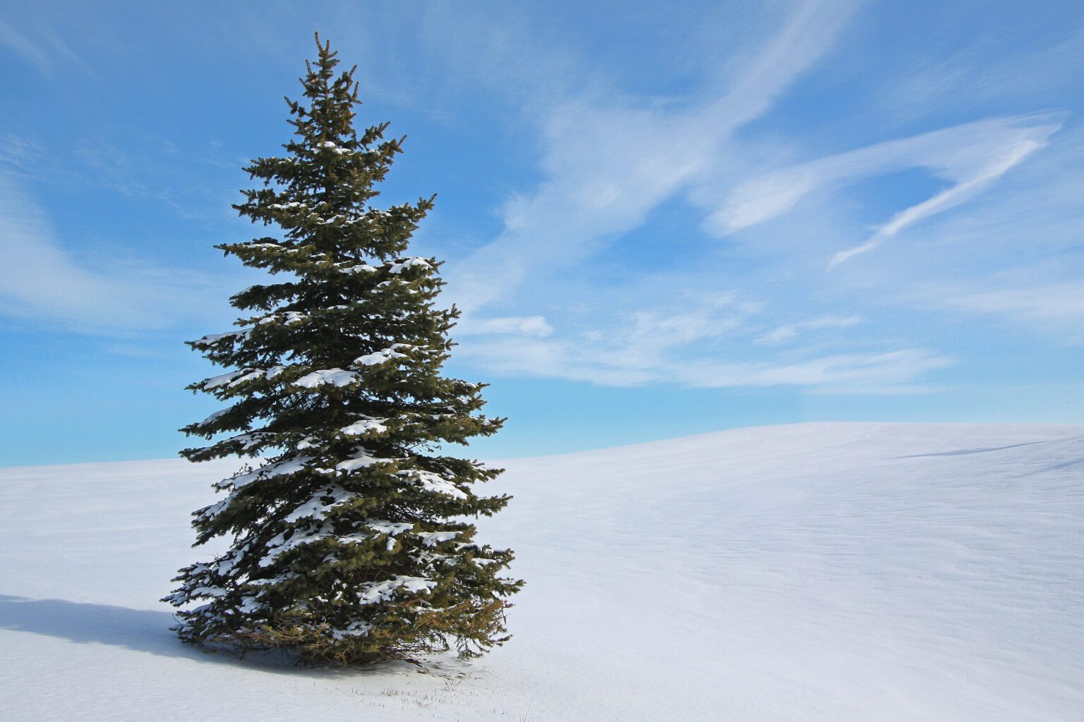 9 Evergreens Native To Ontario Carroll Property Services