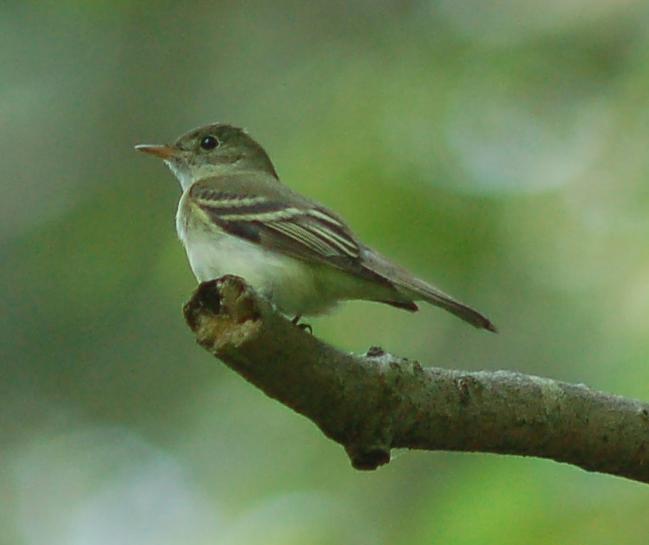 acadian flycatcher perched on branch