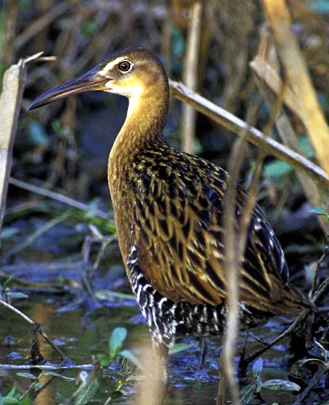 king rail standing in marsh