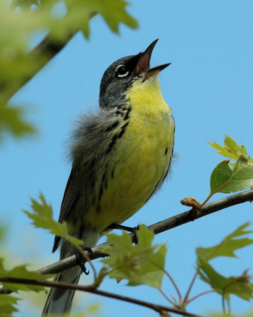 yellow bellied kirtland warbler singing