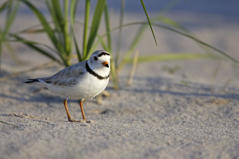 piping plover on sandy beach