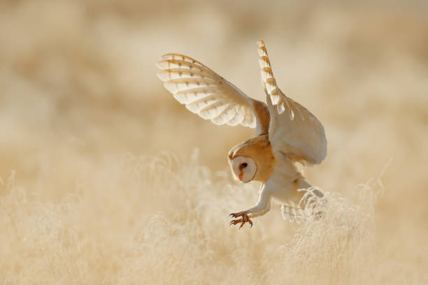 white barn owl swooping down on prey