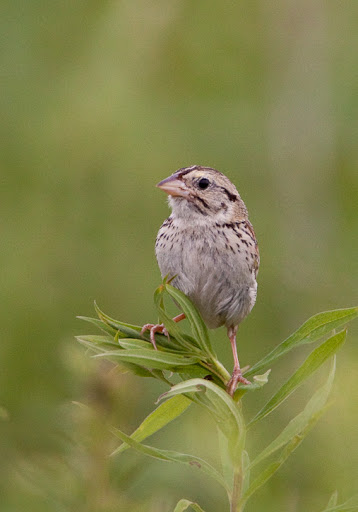 brown spotted henslow sparrow