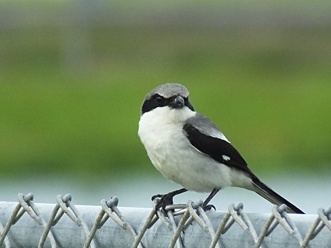 loggerhead shrike perched on chainlink fence
