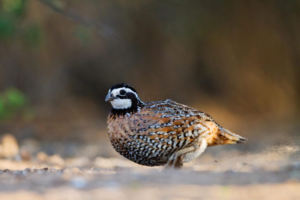 spotted northern bobwhite quail