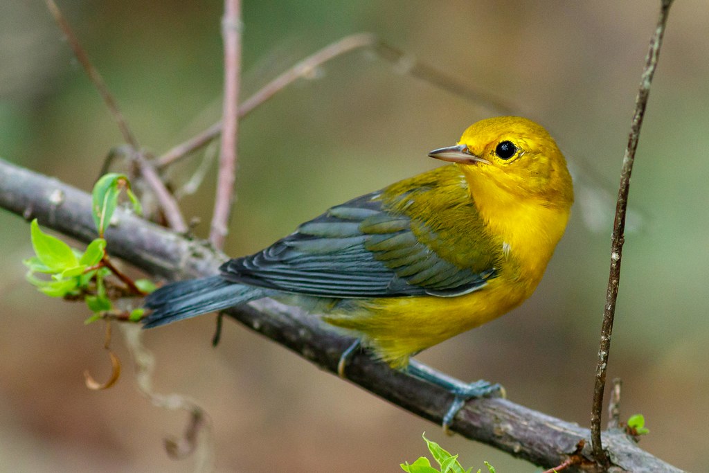 prothonotary warbler perched on branch yellow blue grey