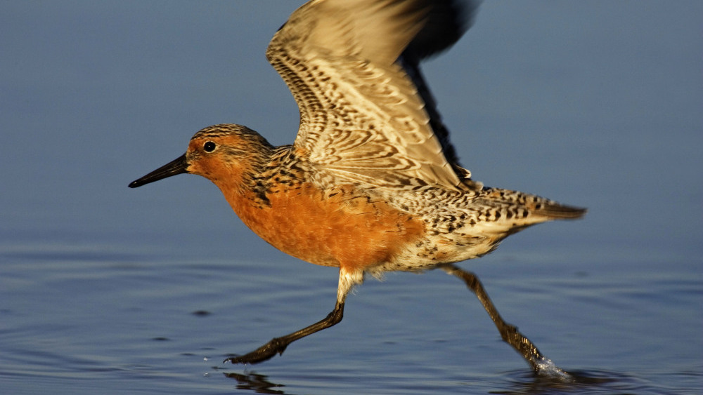 red knot rufa subspecies taking off from water