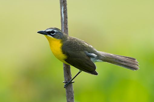 yellow breasted chat perched on branch