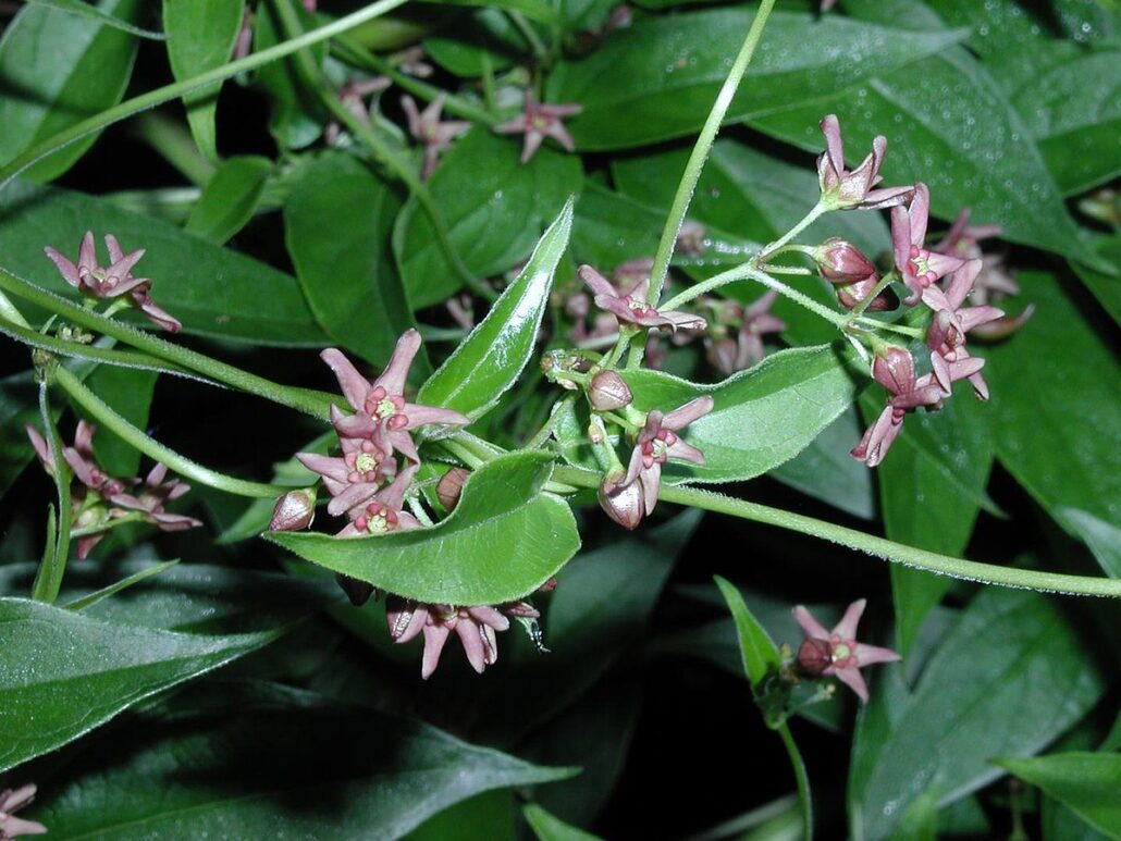 dog strangling vine in bloom