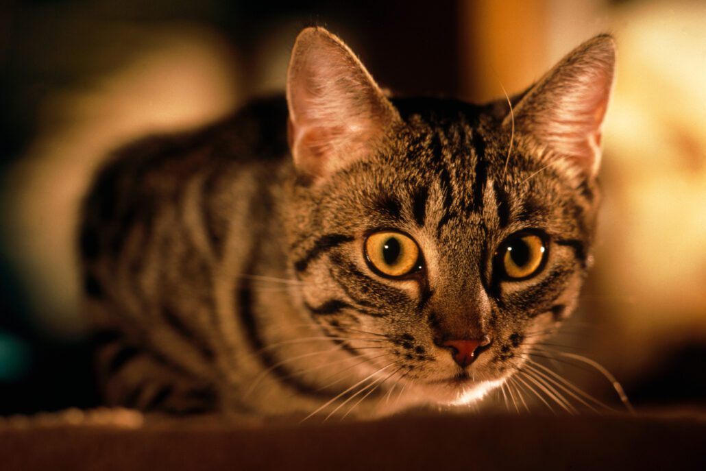 Cats kill millions of birds every year