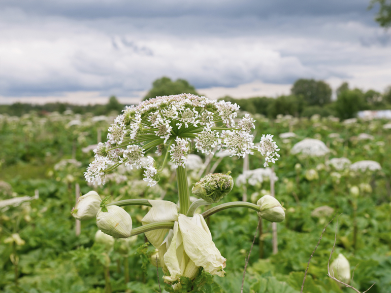 giant hogweed flower causes severe dermatitis