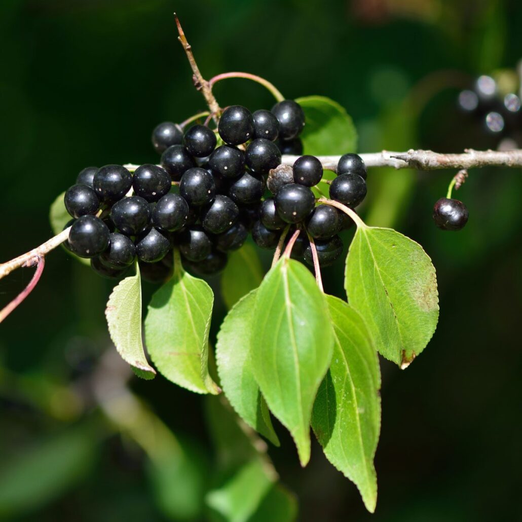 black buckthorn berries