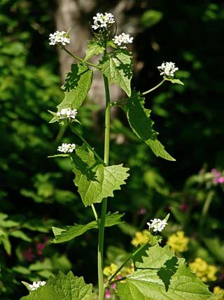 garlic mustard kills feeding butterflies