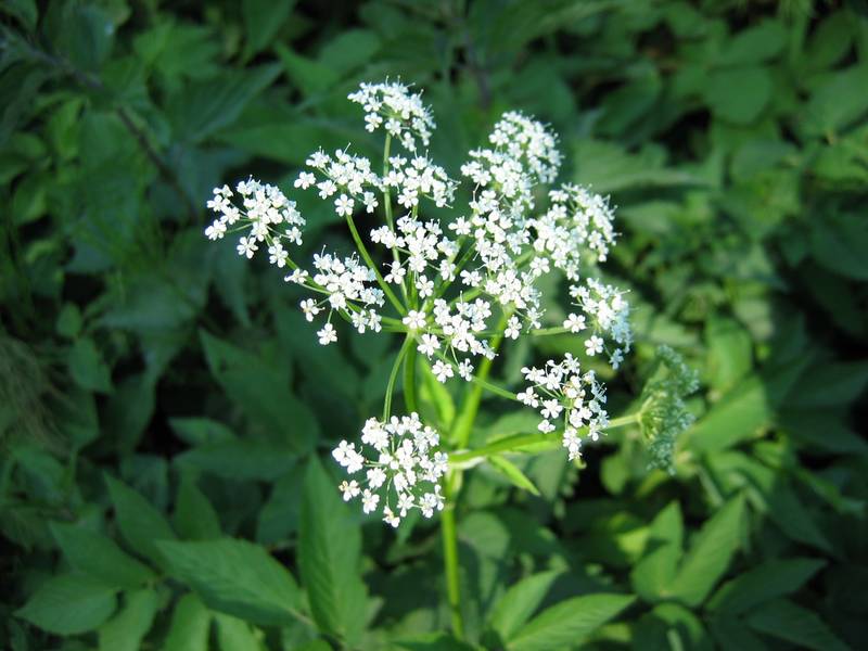 goutweed can send roots under sidewalks and roads
