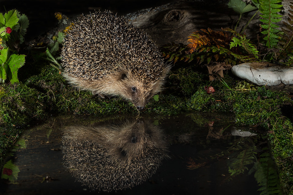 hedgehog drinking pond water at night