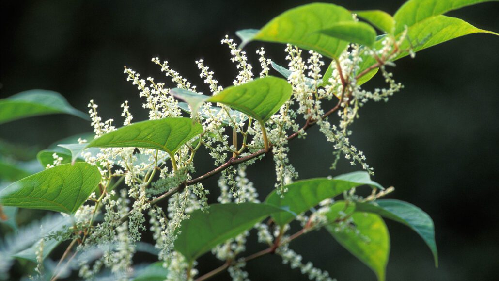 japanese knotweed invasive ornamental plant