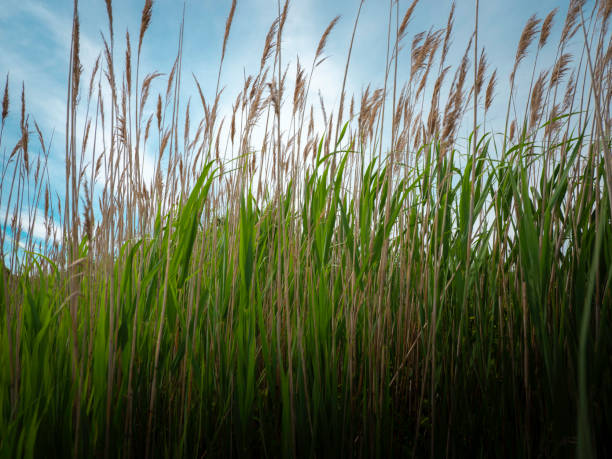 Phragmites forming a dense stand in wetlands