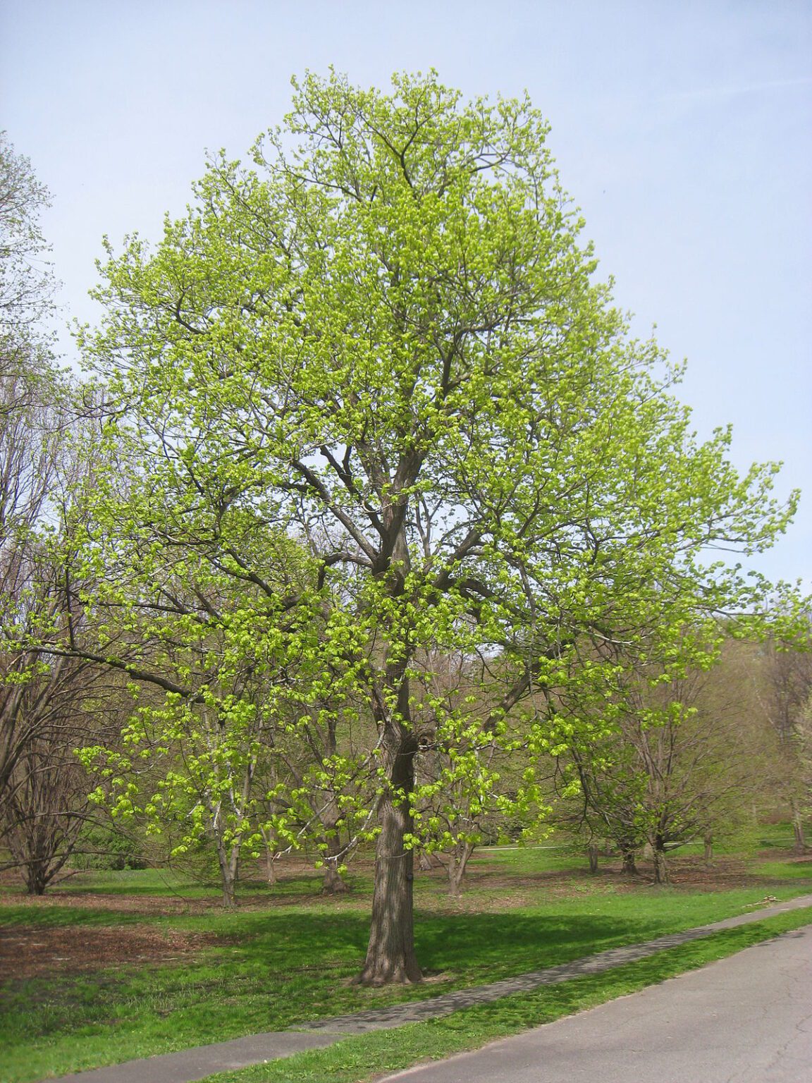 every-native-deciduous-tree-in-ontario-carroll-property-services