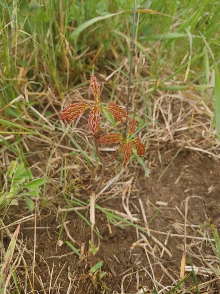 sugar maple red leaf spring may tree syrup