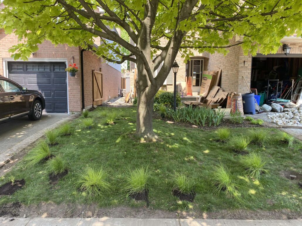 planting large plants sedge tea circle
