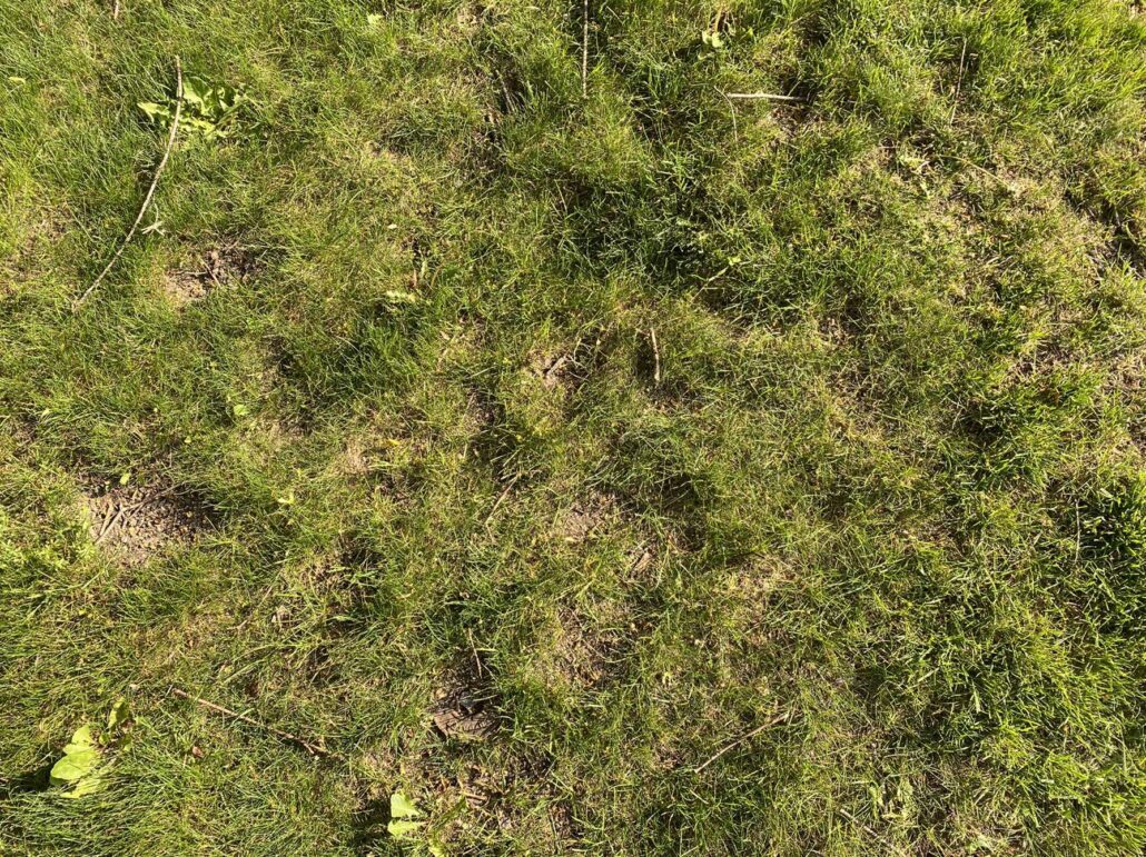 ugly patchy weed lawn grass green