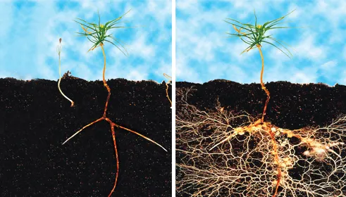 roots with and without mycorrhizal fungi organic fertilizer