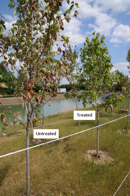 root rescue treated vs untreated red maple