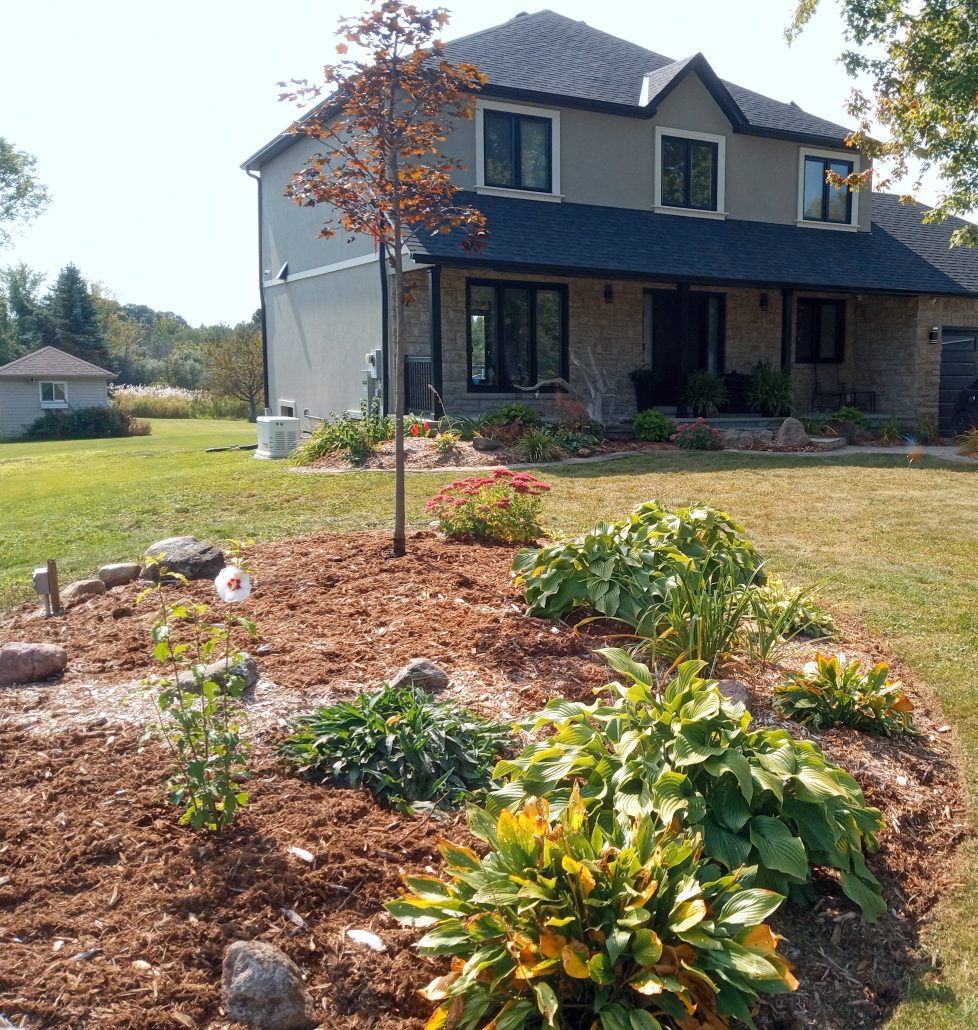 maple tree planting rose of sharon hibiscus flower